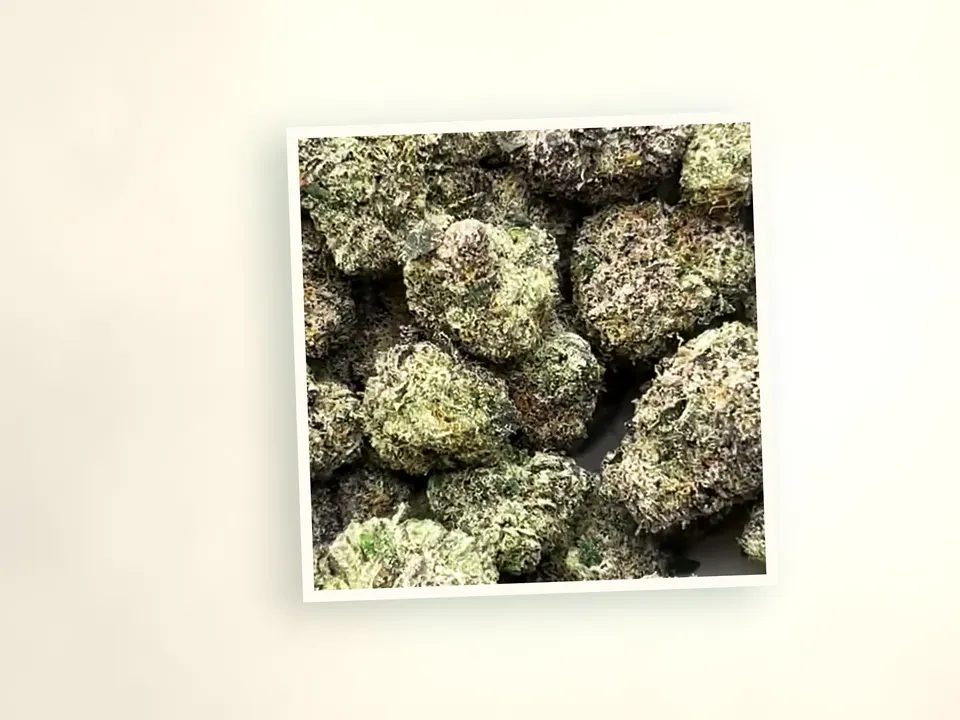 Archive Runtz indoor THCA flower up close, side-lit