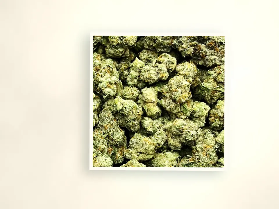 Cream Smoothie indoor THCA flower up close, side-lit