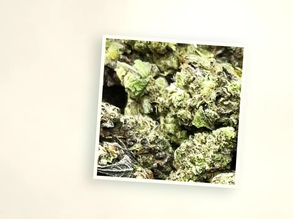 GMO light-dep THCA flower up close, side-lit