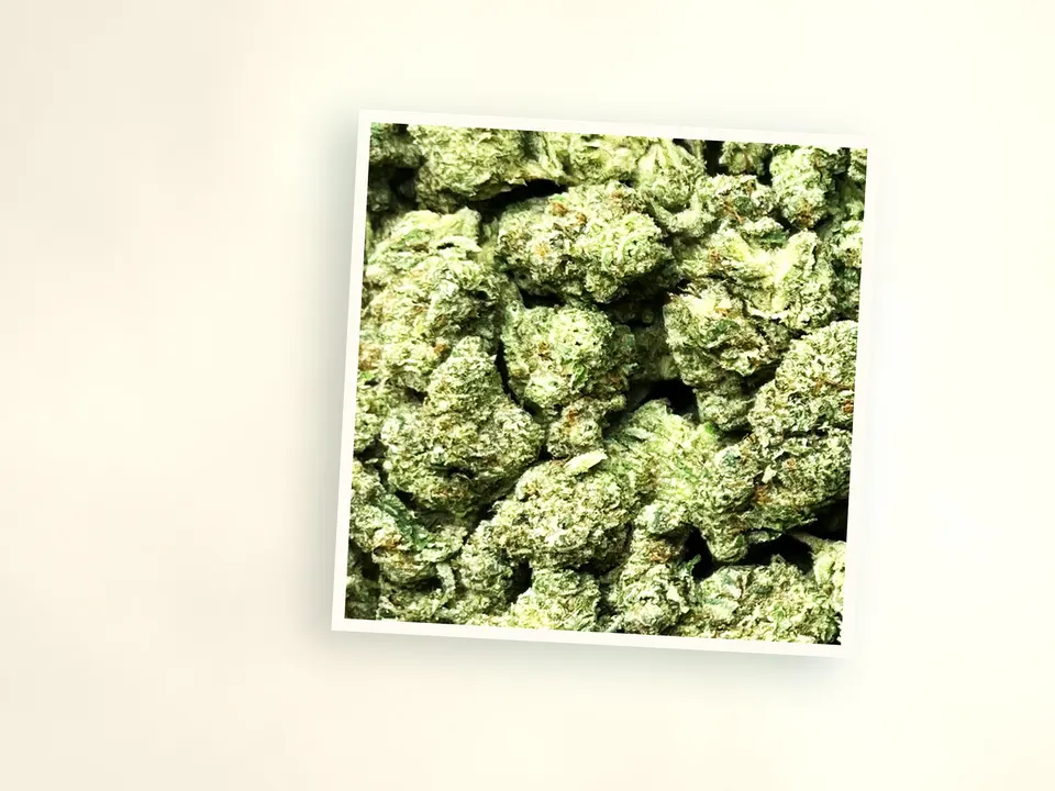 Gorilla Funk greenhouse THCA flower up close, side-lit