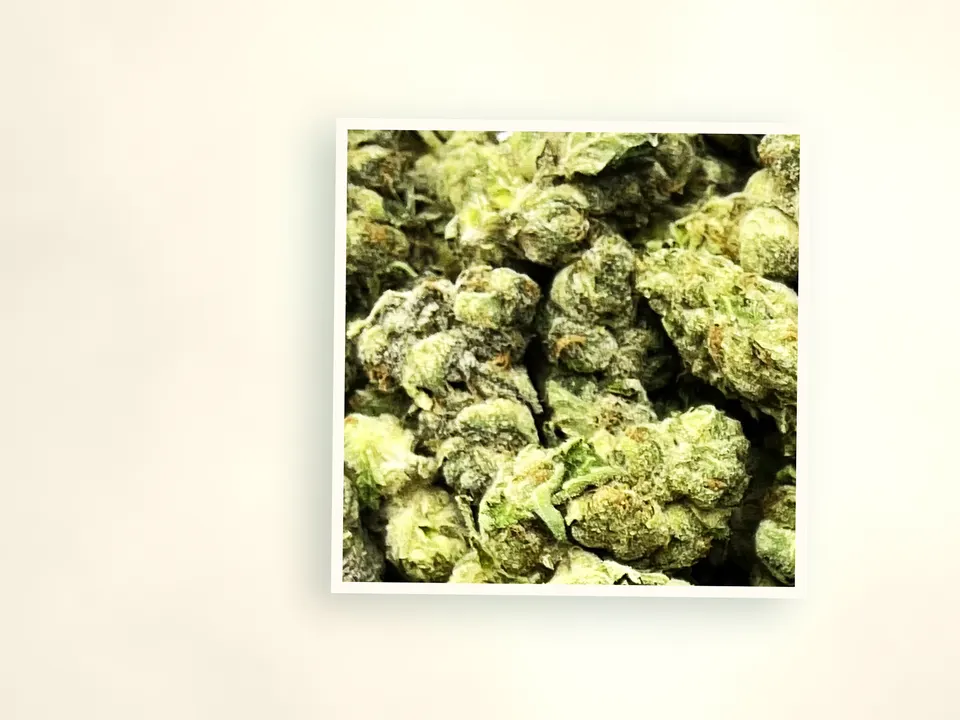 Gumbo Mintz indoor THCA flower up close, side-lit