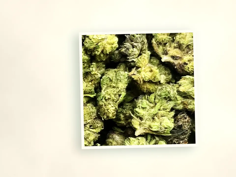 Jelly Roll smalls THCA flower up close, side-lit