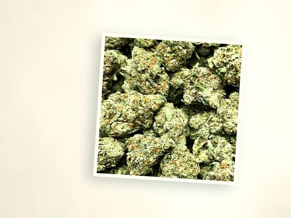 Pineapple Express indoor THCA flower up close, side-lit