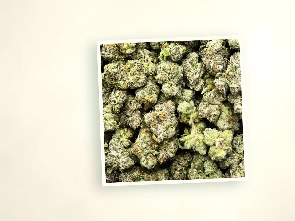 Purple Society indoor THCA flower up close, side-lit