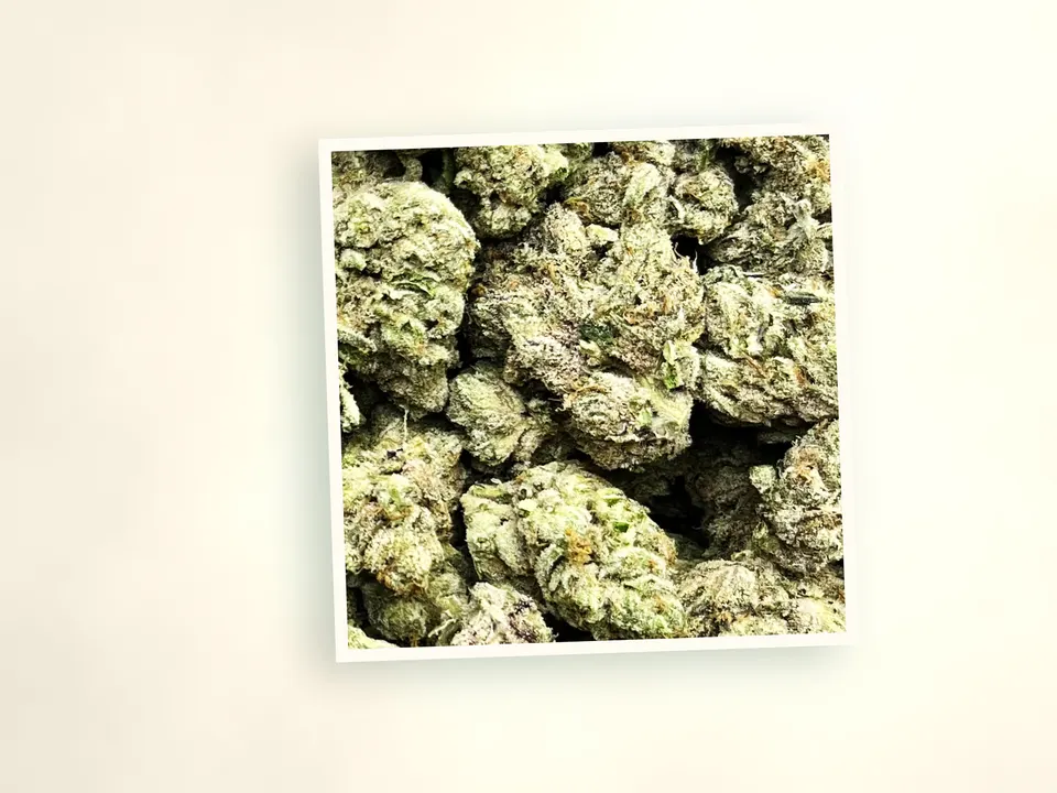 Zonutz indoor THCA flower up close, side-lit